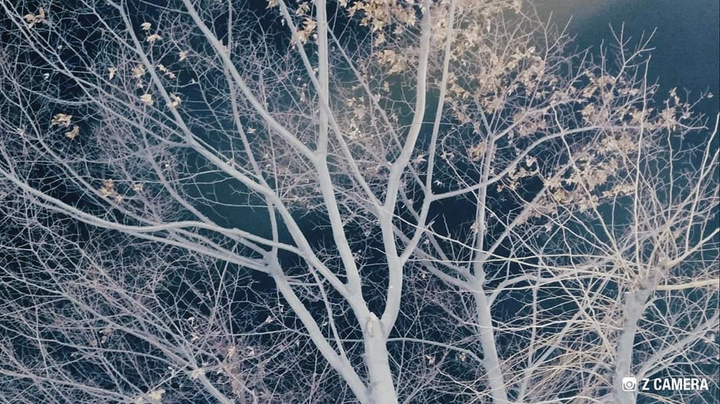 가로수