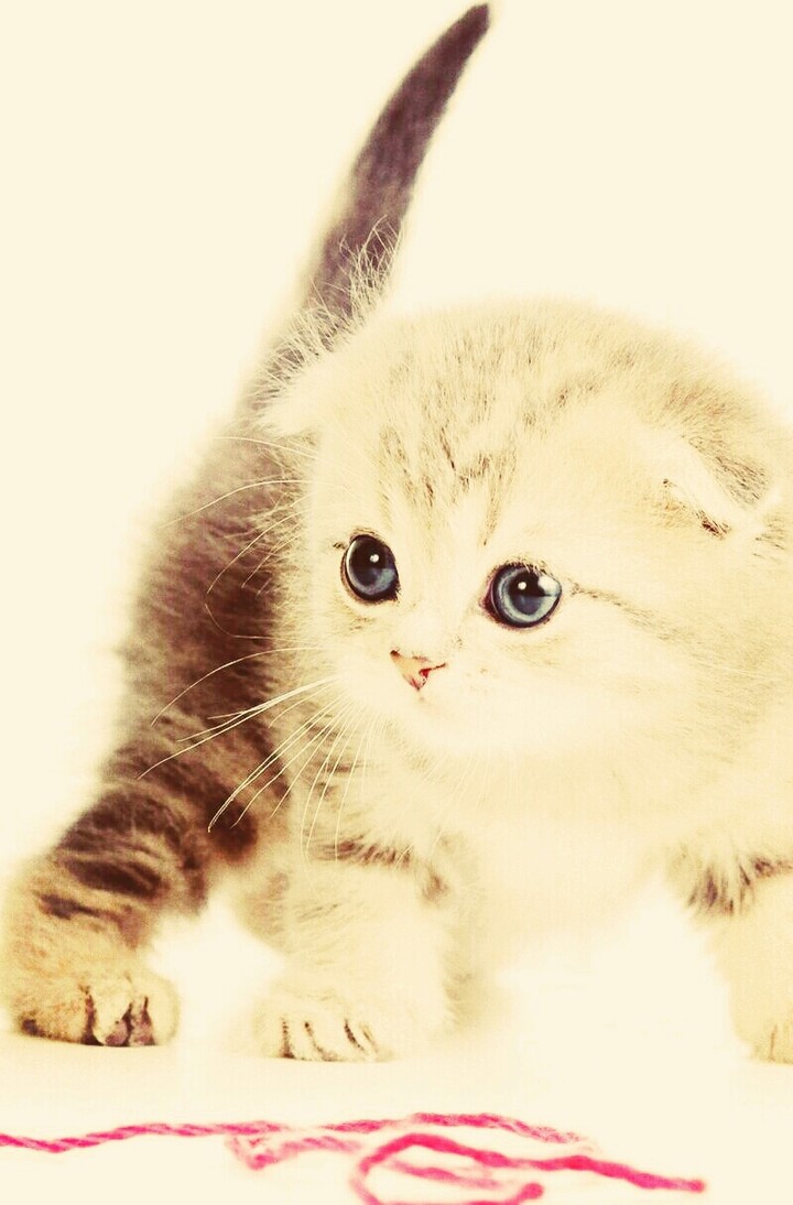 котик