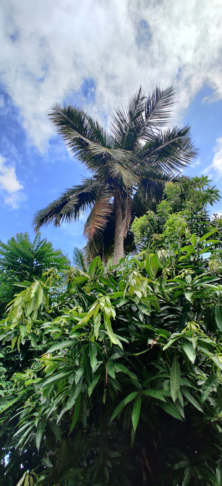Nature