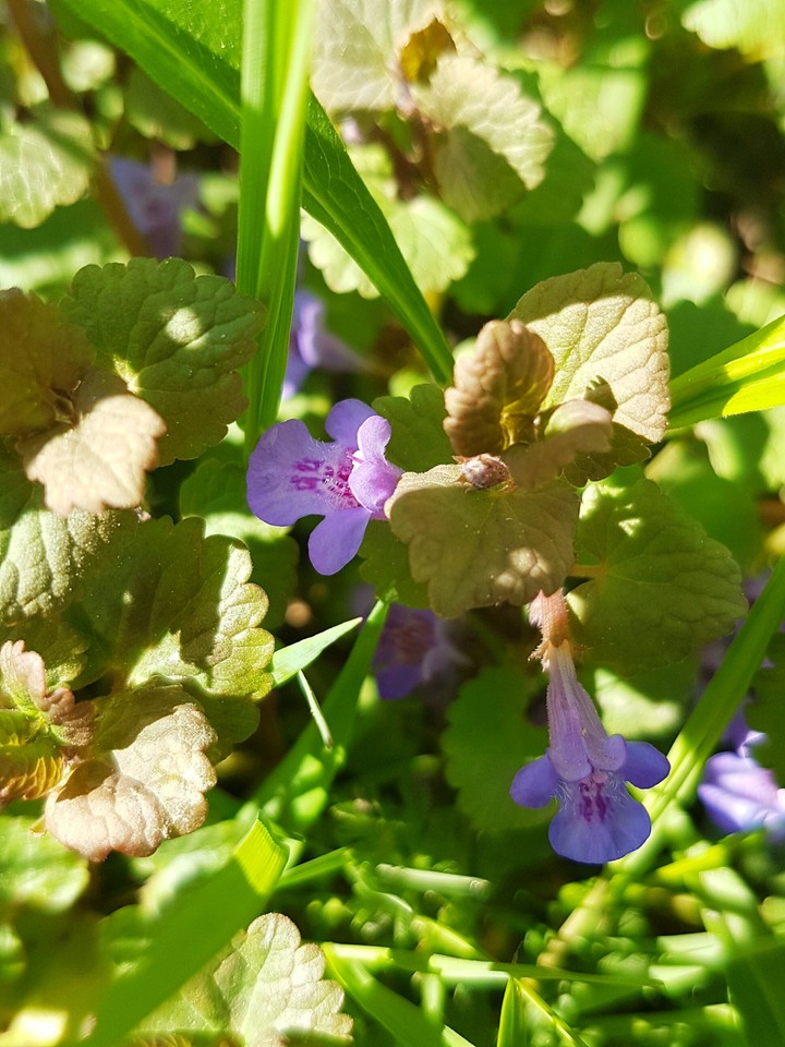 Purple Shadows