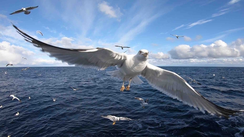 world of the sea