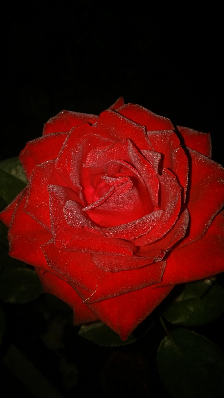 Алая роза