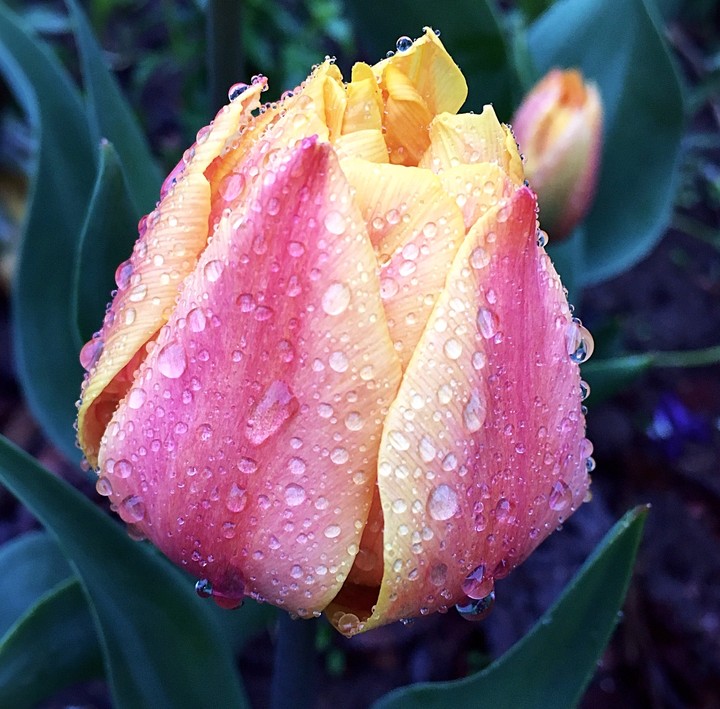 tulipán 