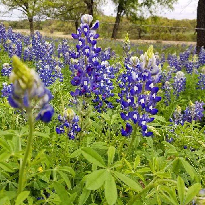 bluebonnets
