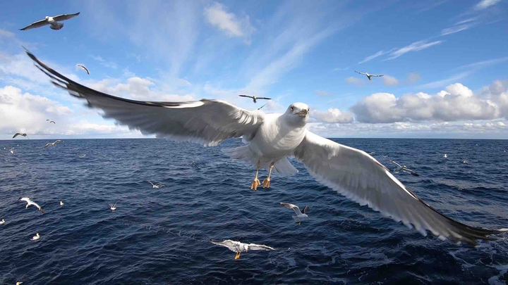 world of the sea