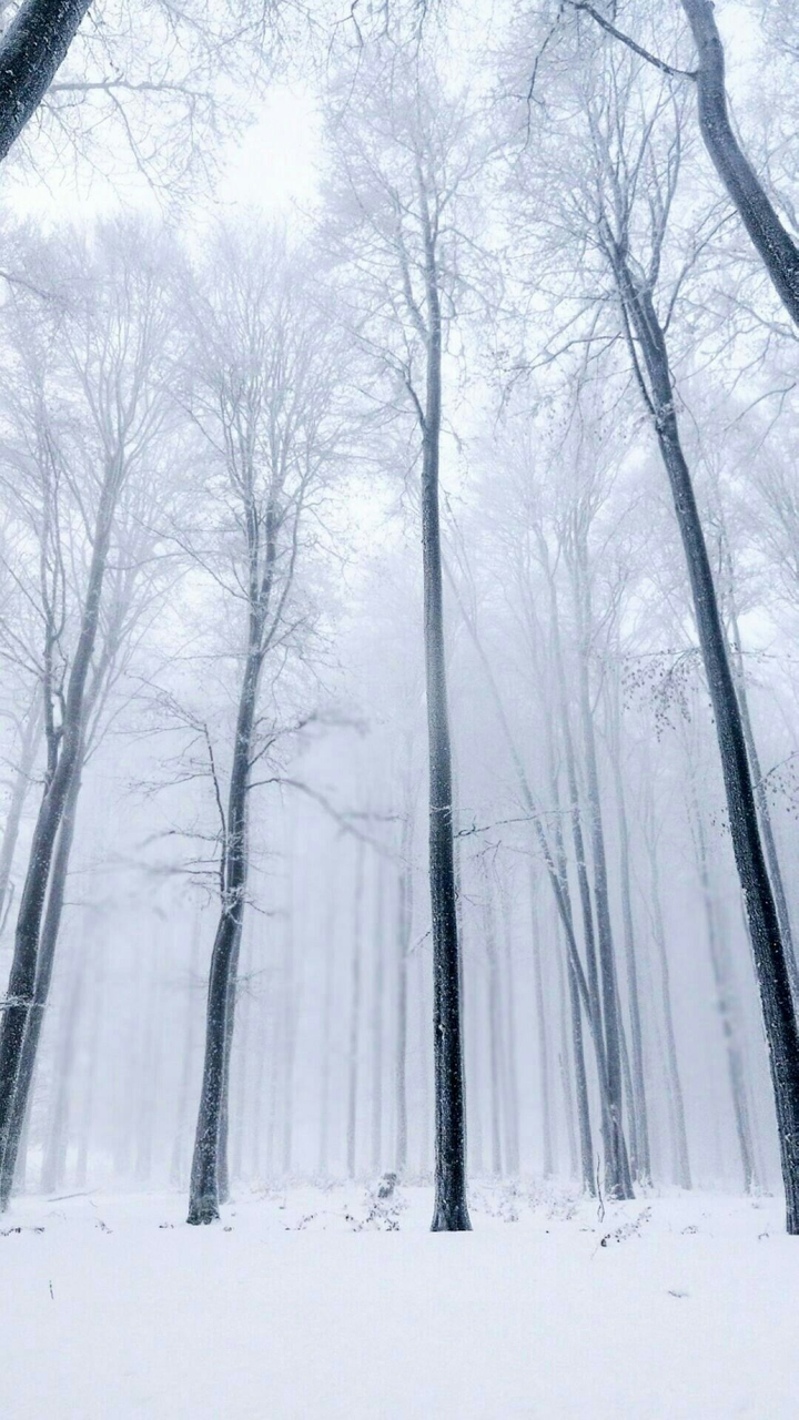 Winter Wonderland