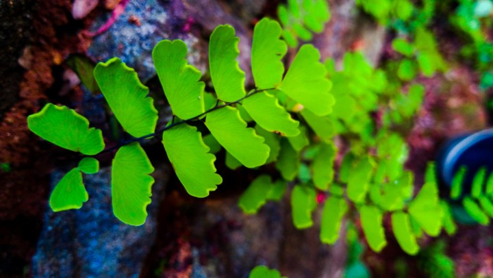 green