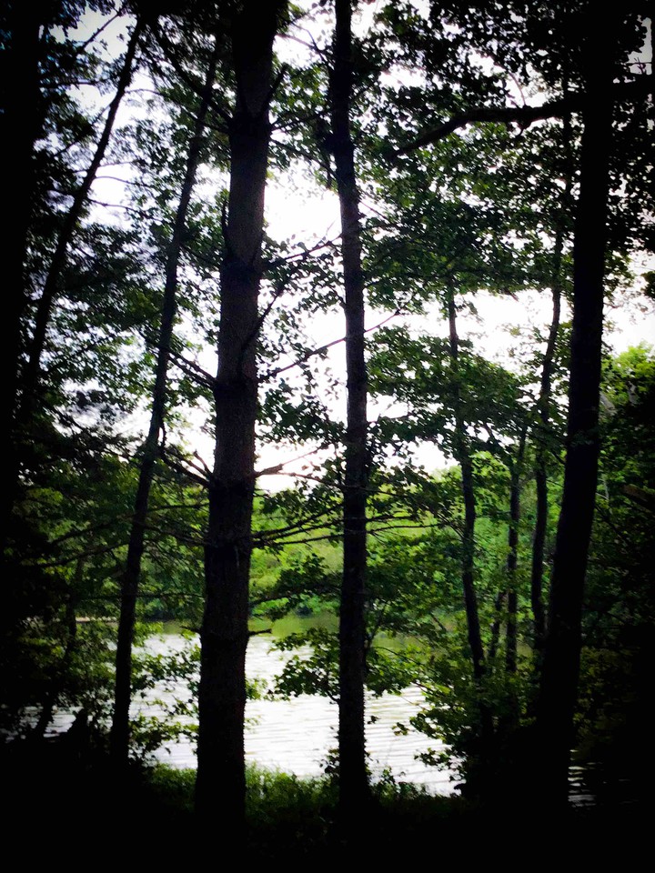 Through the Trees