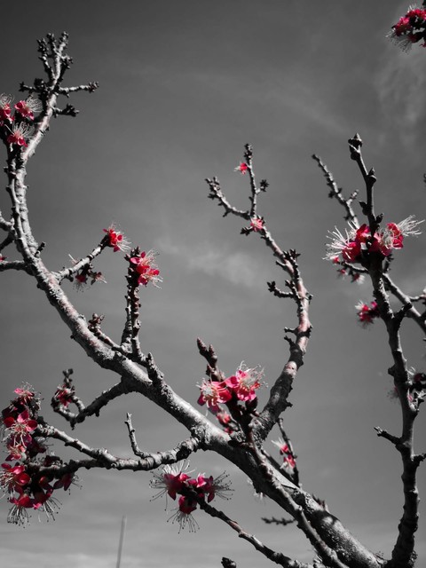 Primavera