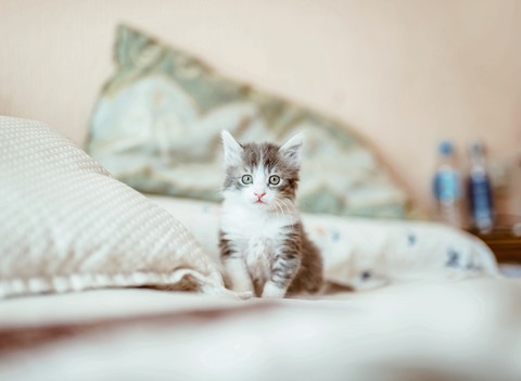 gsggs