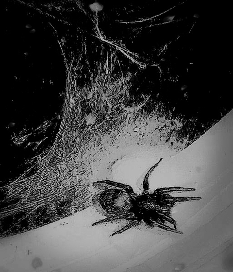 Spidy