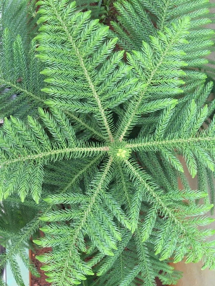 tree