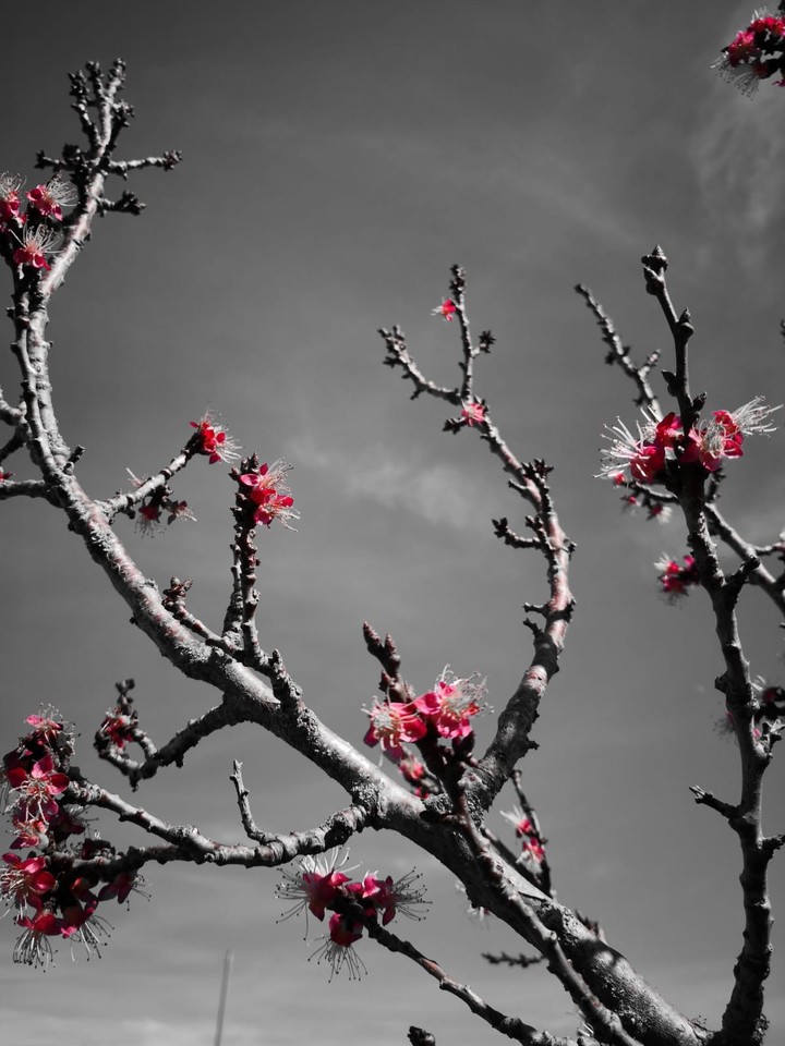 Primavera