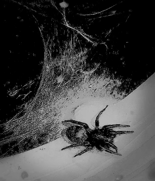 Spidy
