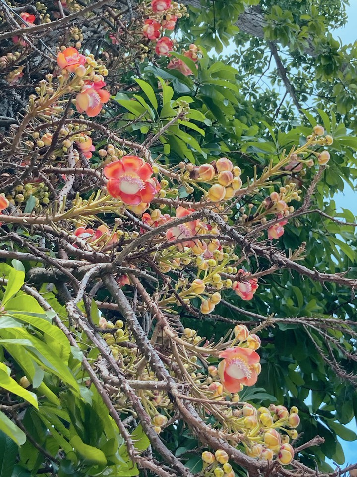 Cannonball  Flowers