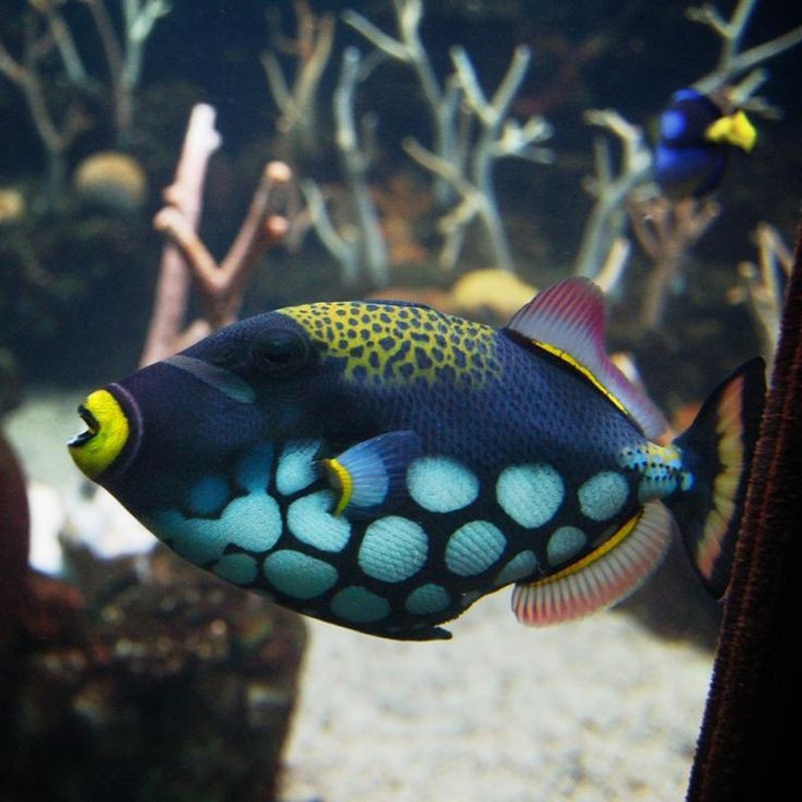 Fish