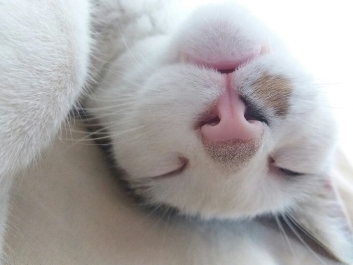 Cero cat