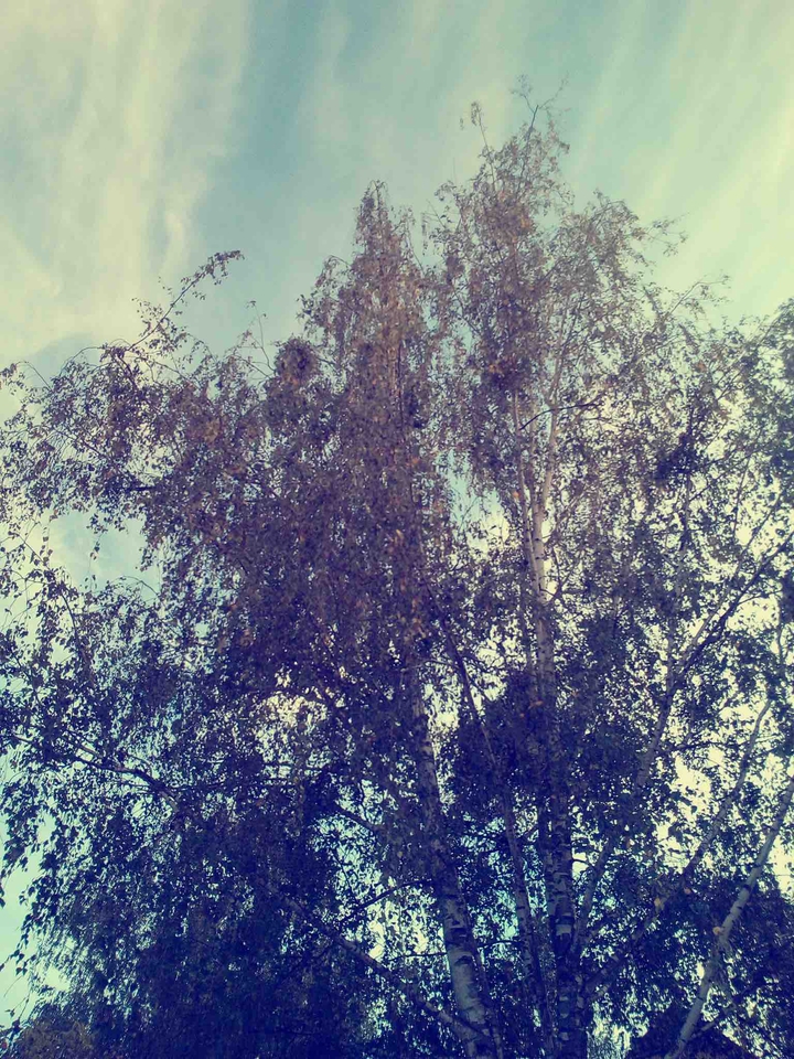 Baum