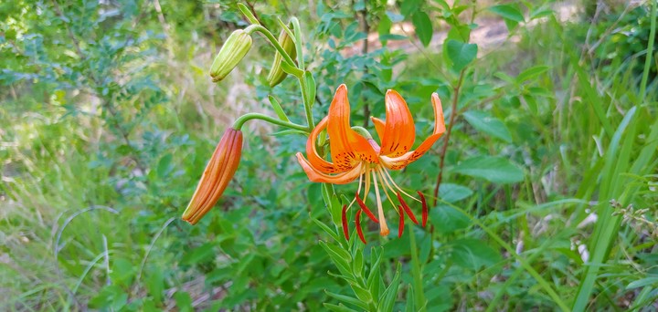 a colorful wild flower^^