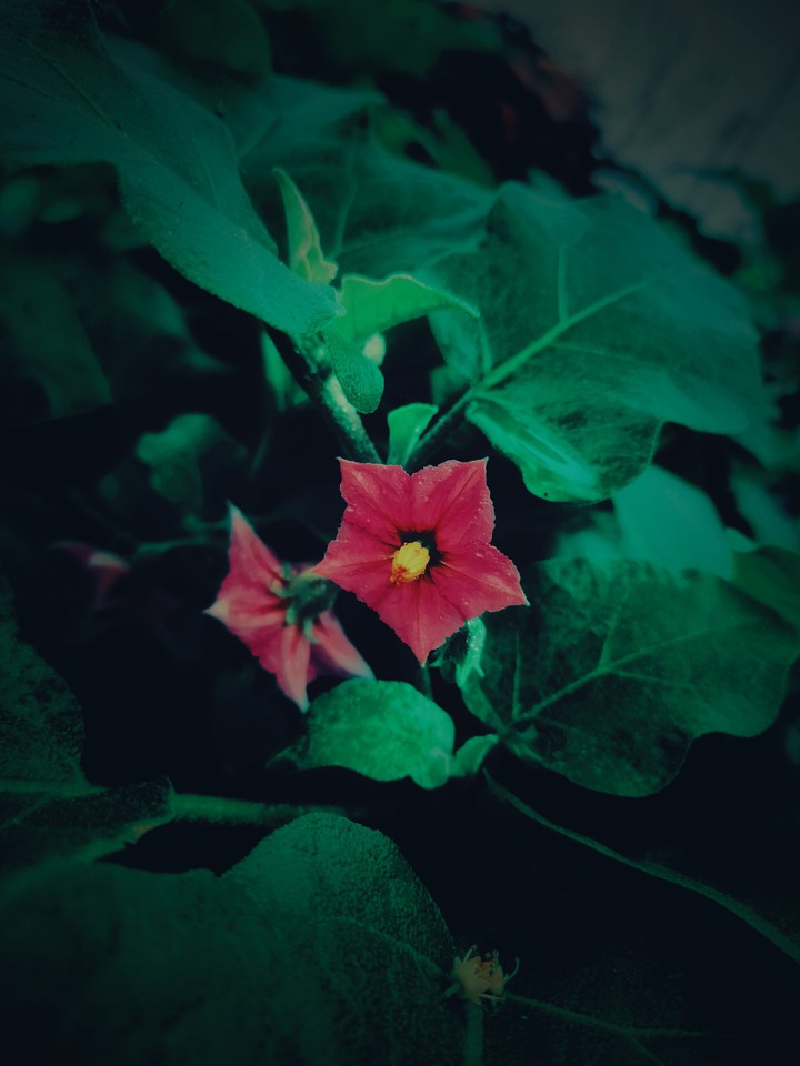 flower