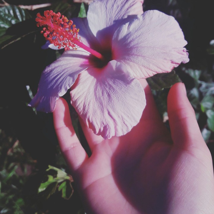 flower, flor