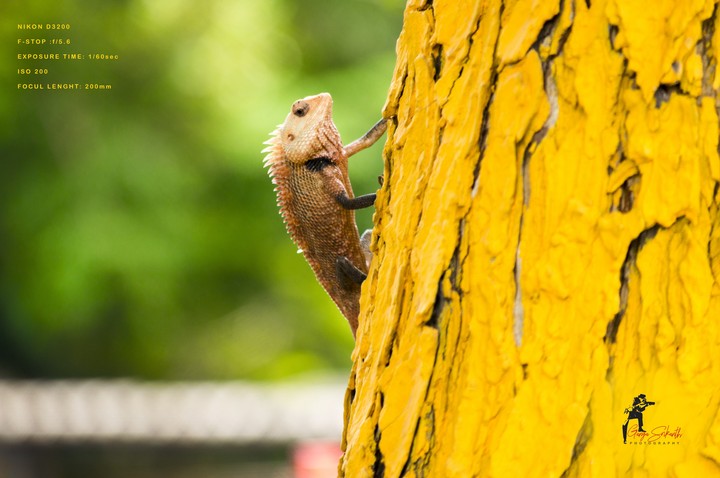 lizard