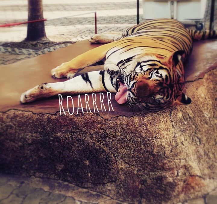 Roarrrr