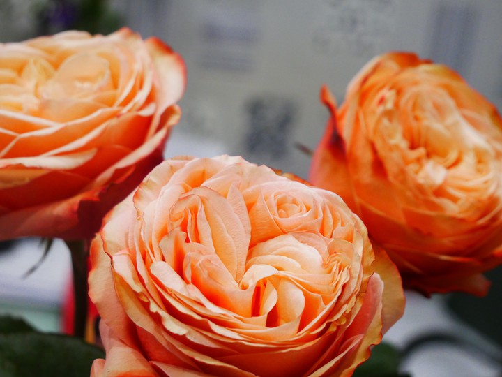#roses