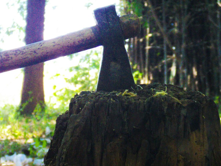 save the tree