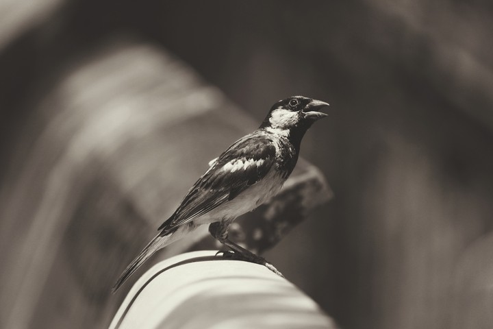 Amused bird