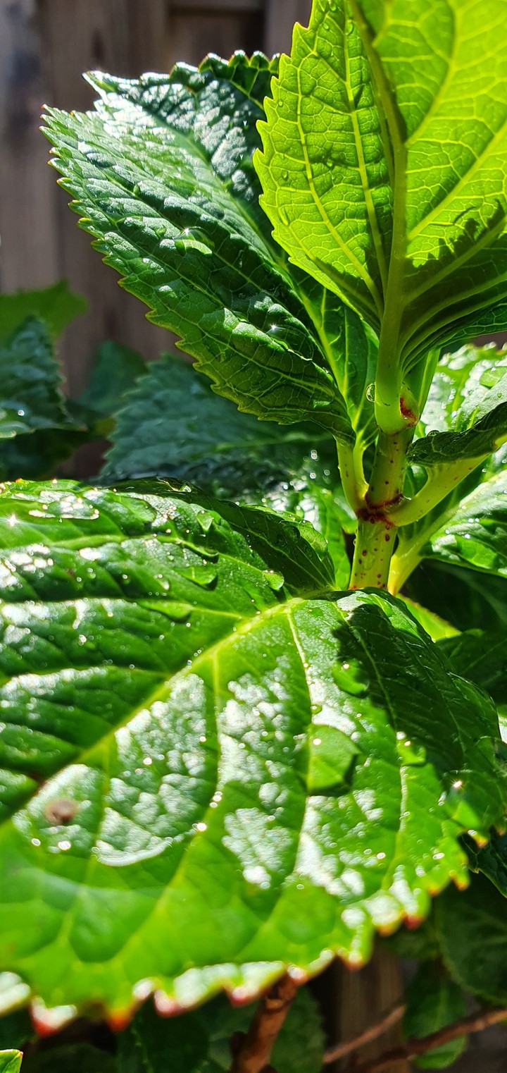 plant