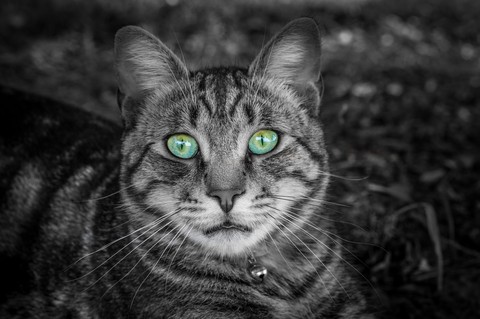 Cat Face Greeneyed