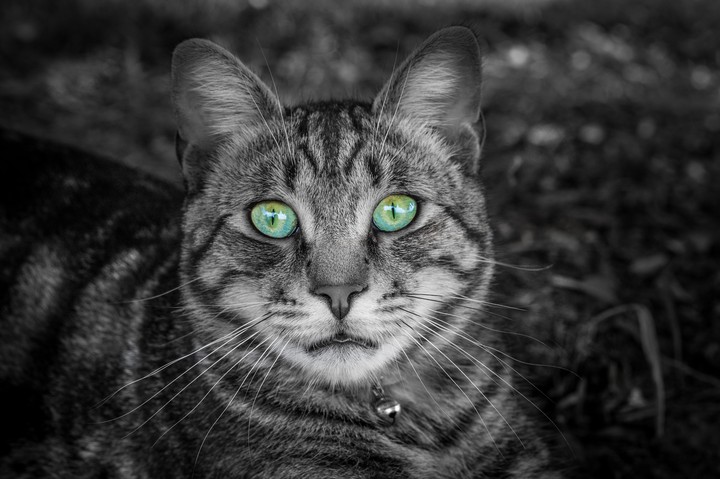 Cat Face Greeneyed