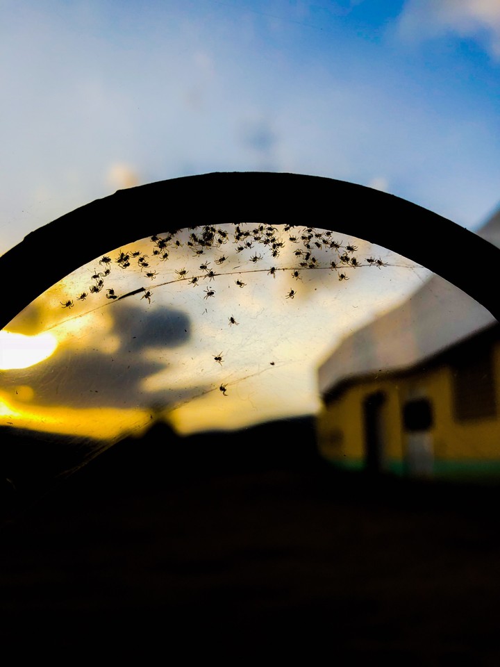 Aranhas