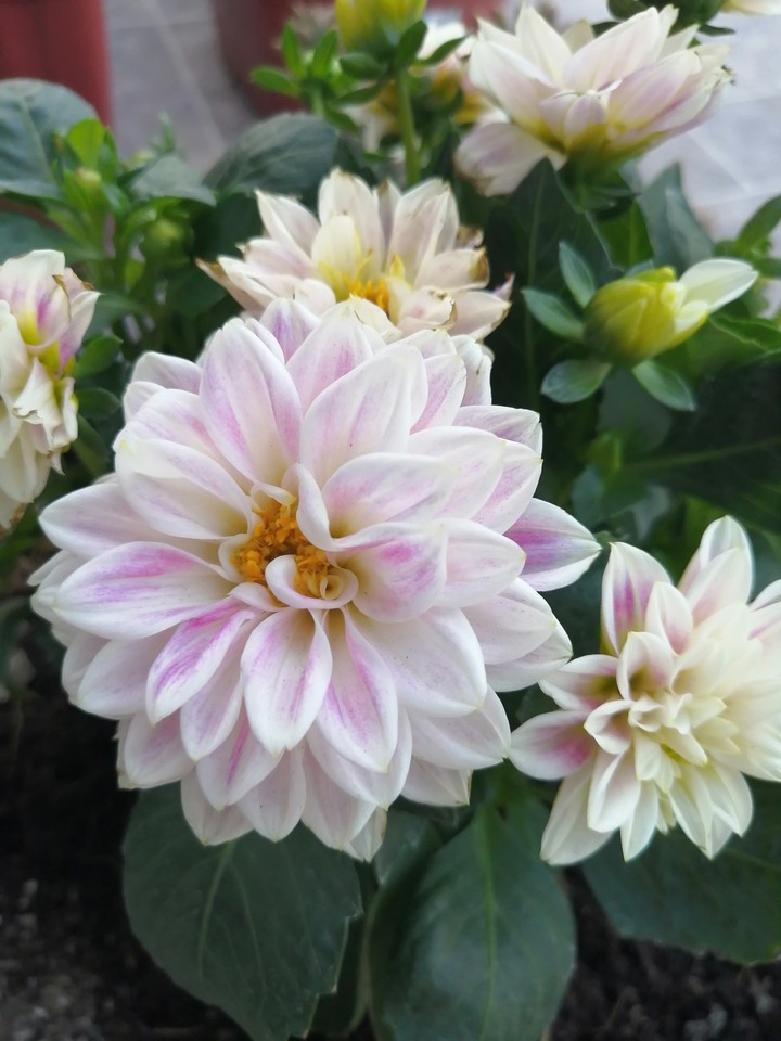 Dalia