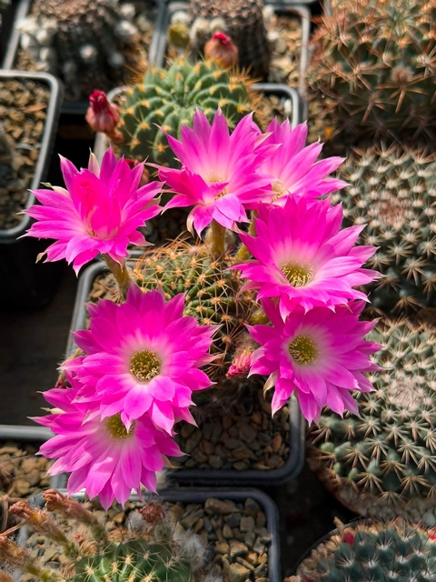 Cactus, thorns Hintergrundbilder