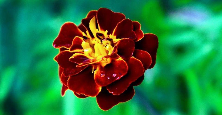 dew drops on marigold