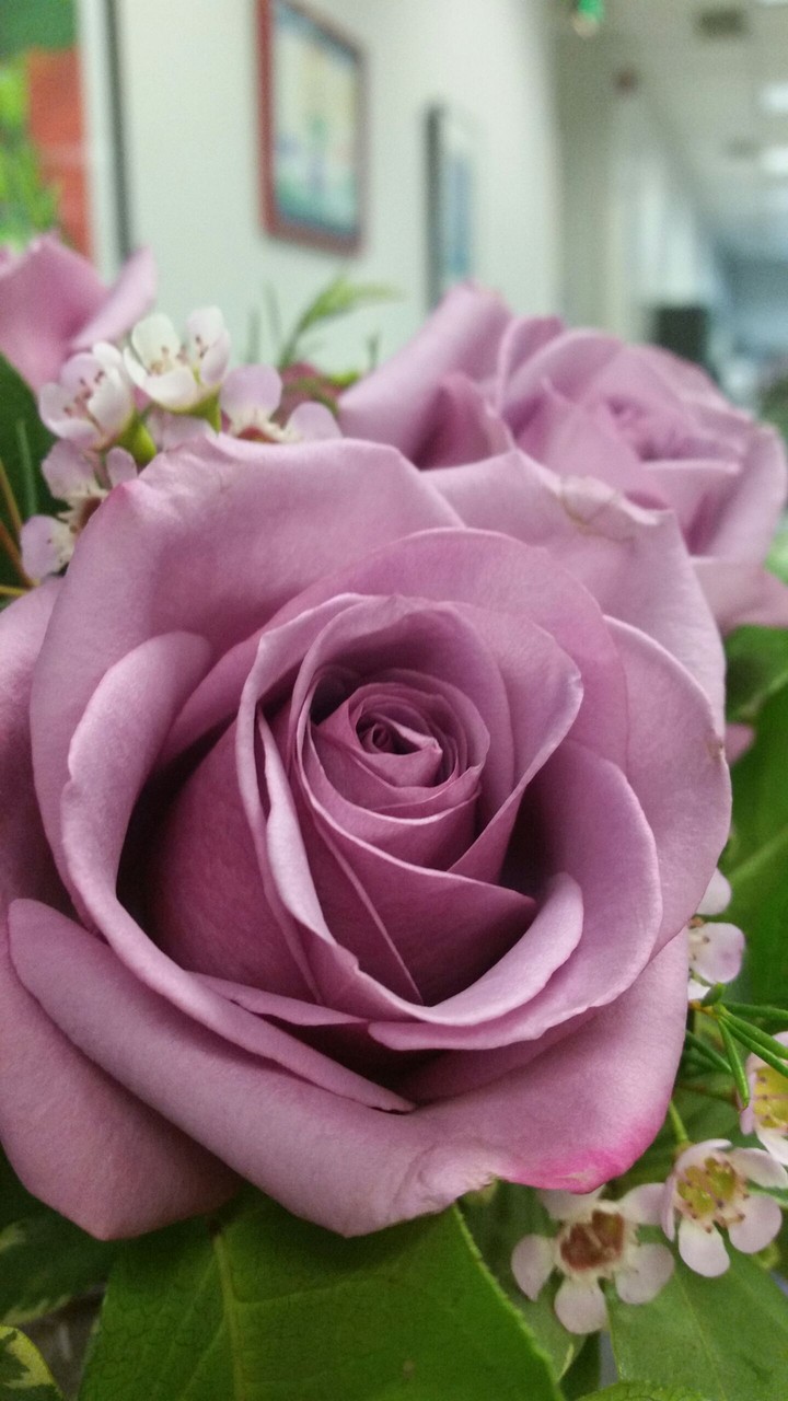 purple rose