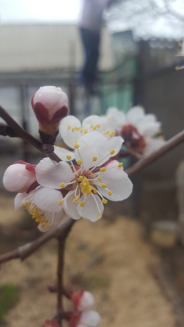 bloom