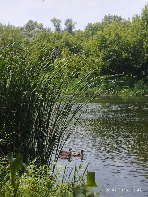 grasses, wetland wallpapers