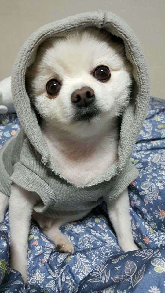 강아지