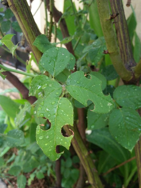 plant