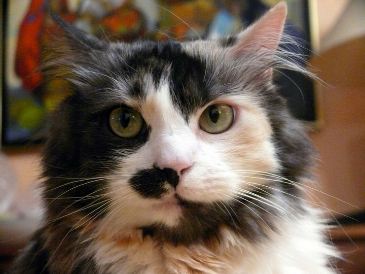 cat face