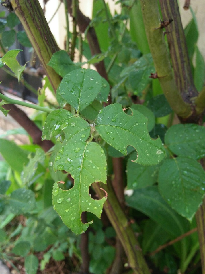plant