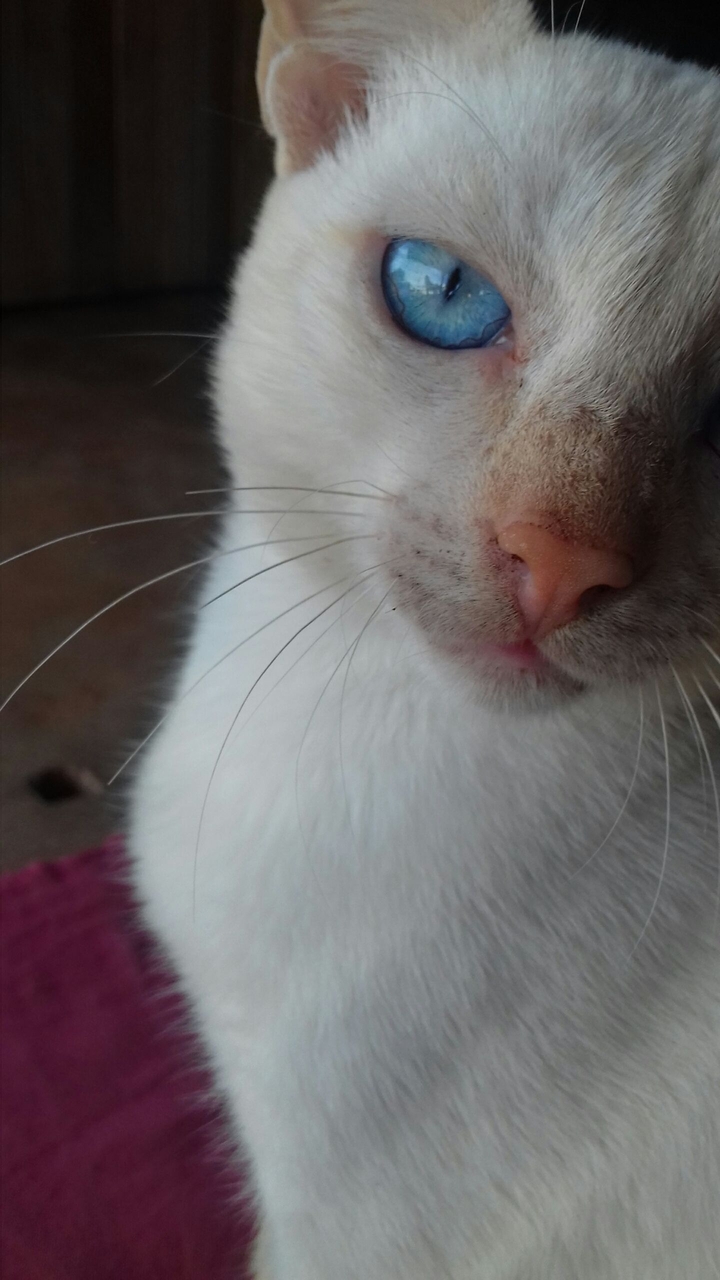 Romeu