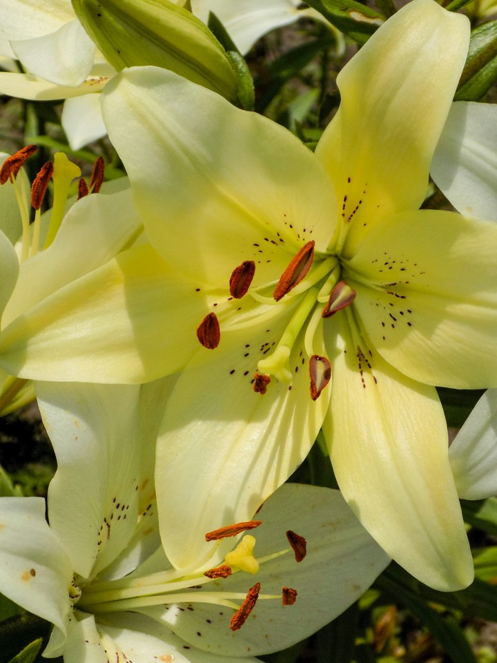 Lilies