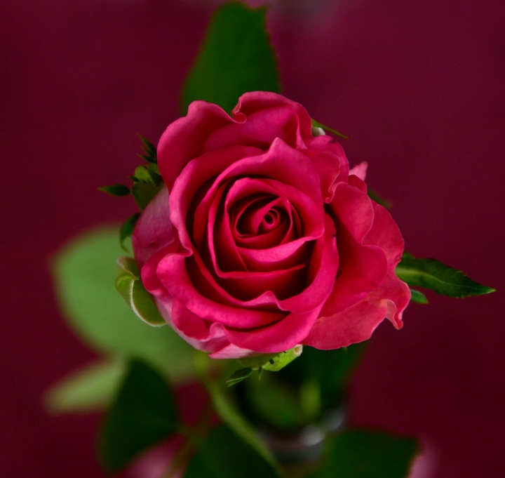 Pretty Flower
