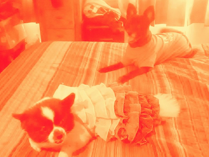 Precious and Annabell in Orange