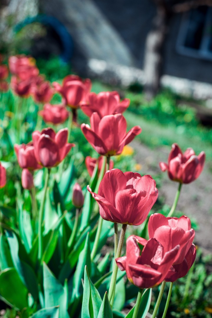 Tulip