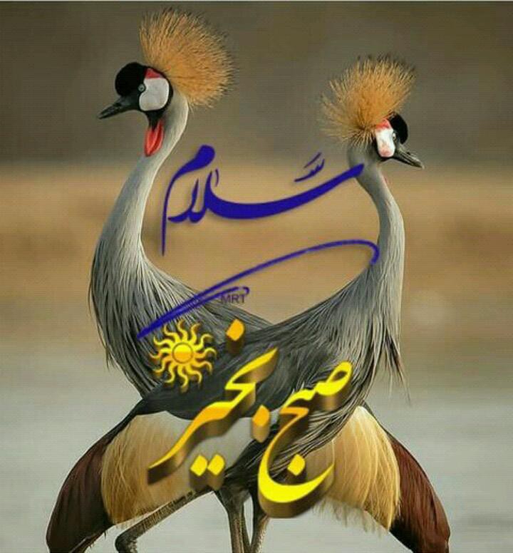 پرنده
